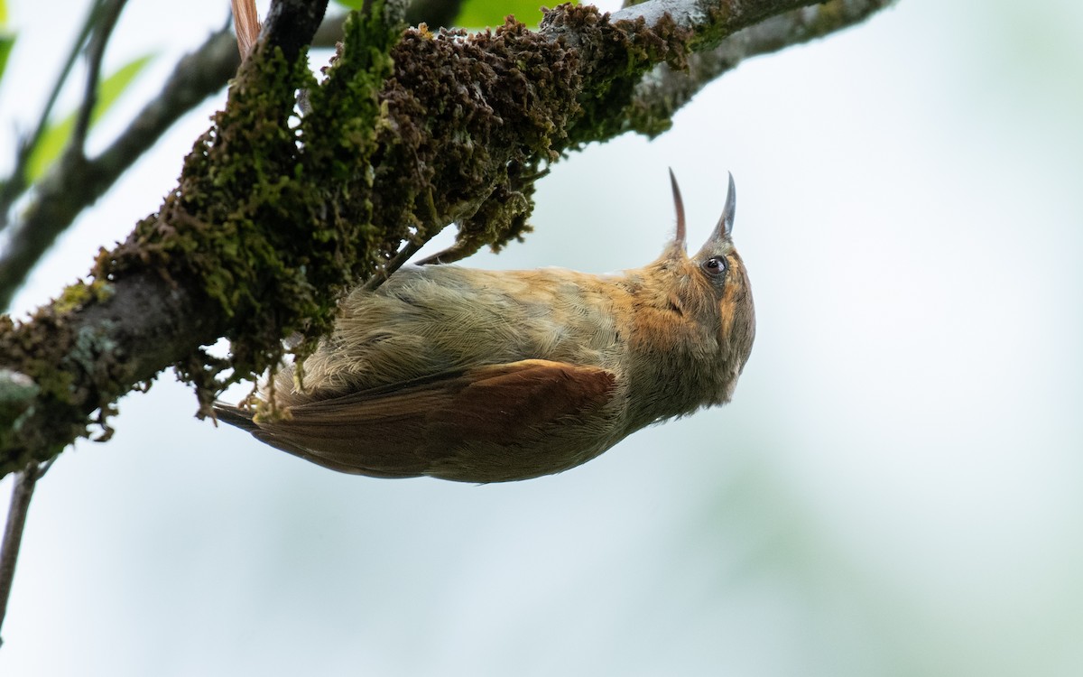 Ash-browed Spinetail - ML639782843