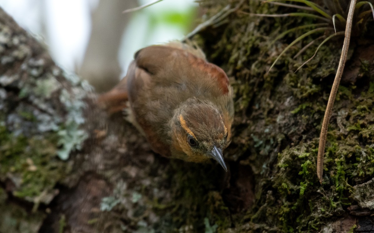 Ash-browed Spinetail - ML639782844