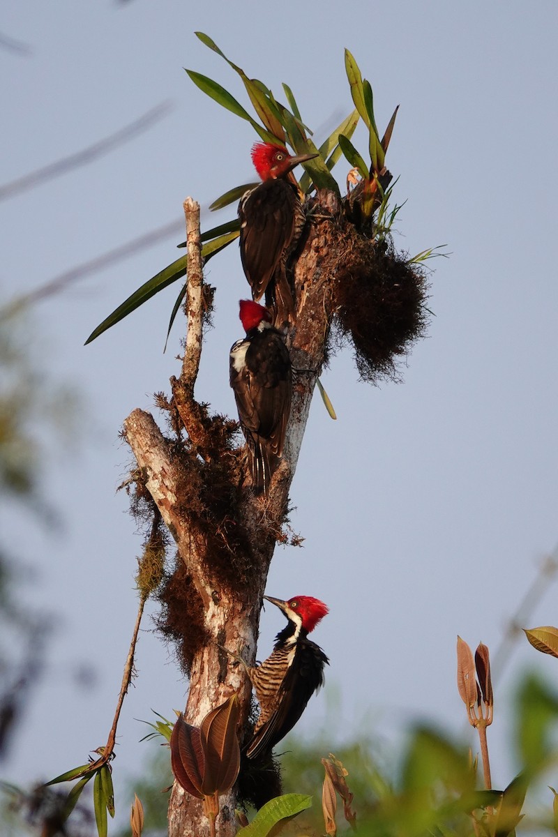 Guayaquil Woodpecker - ML639782885
