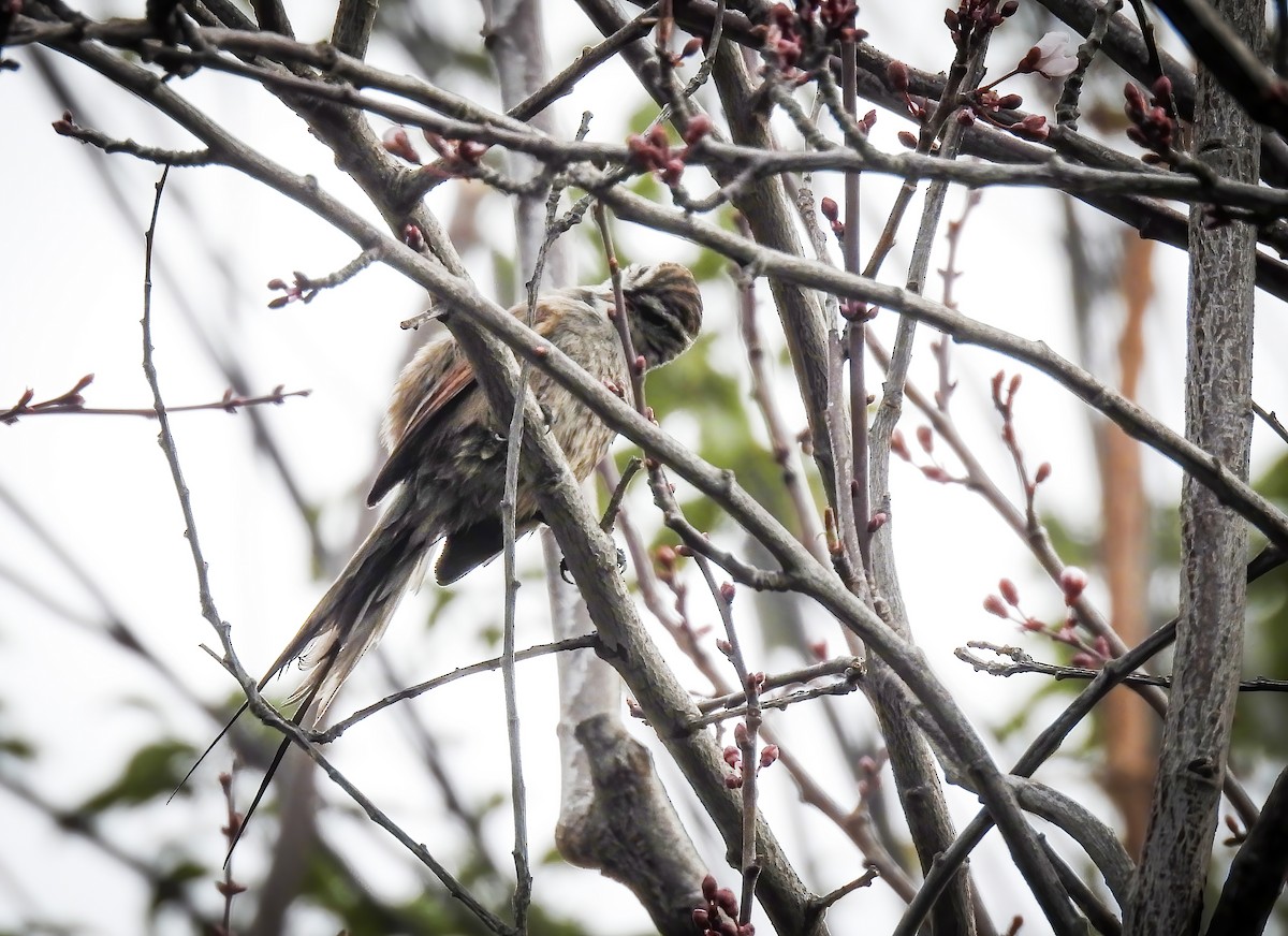 Plain-mantled Tit-Spinetail - ML639782917