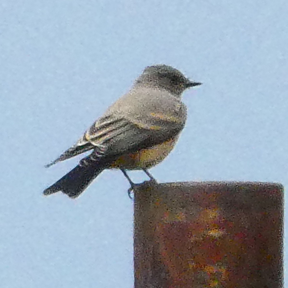 Say's Phoebe - ML639783069