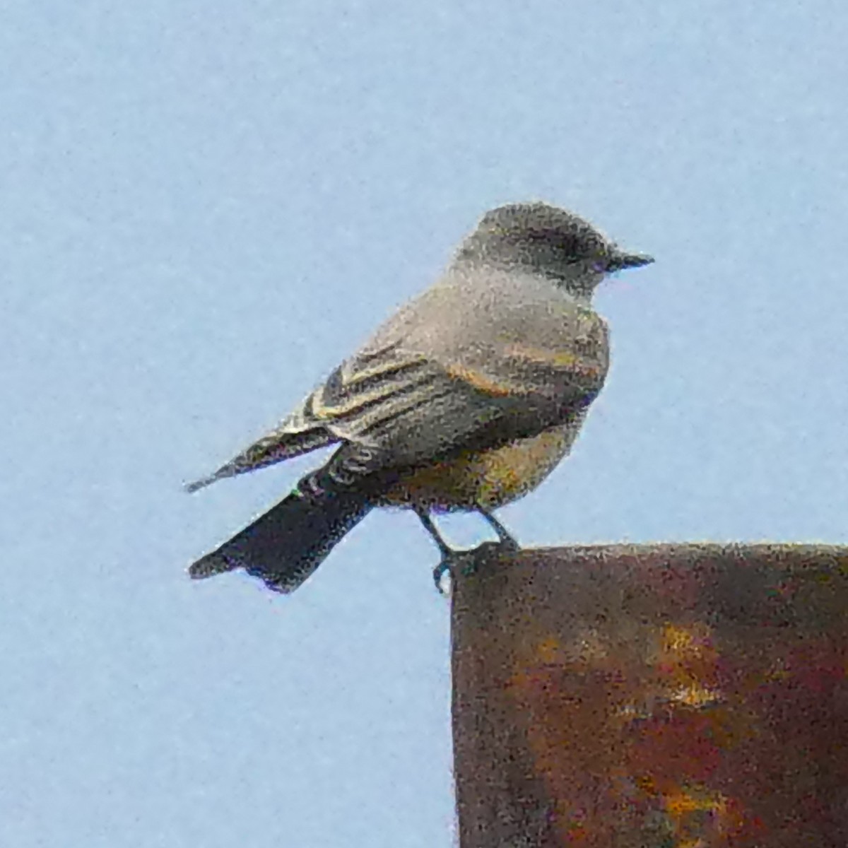 Say's Phoebe - ML639783070