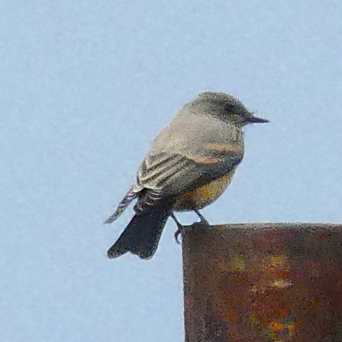 Say's Phoebe - ML639783071