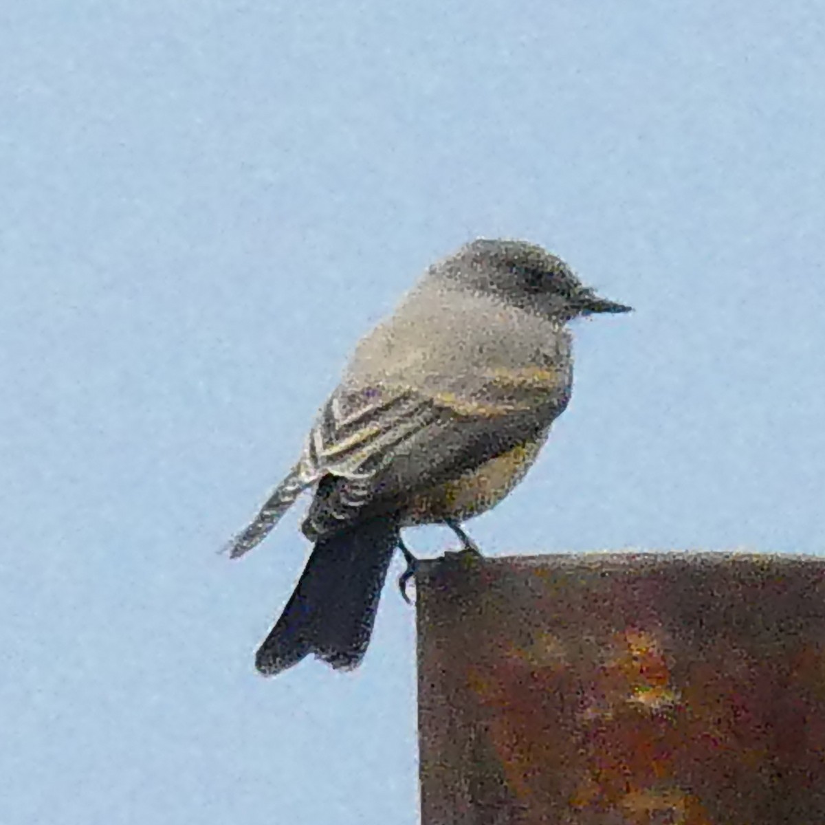 Say's Phoebe - ML639783072