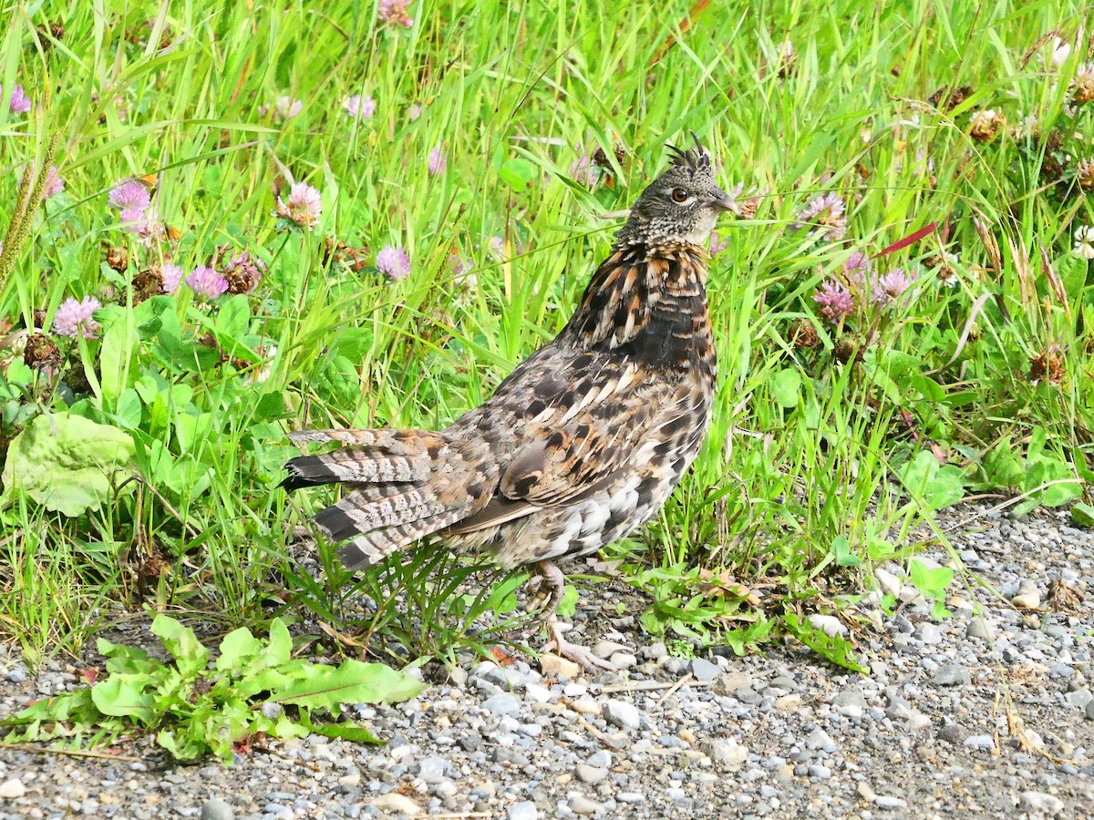 Ruffed Grouse - ML639783144