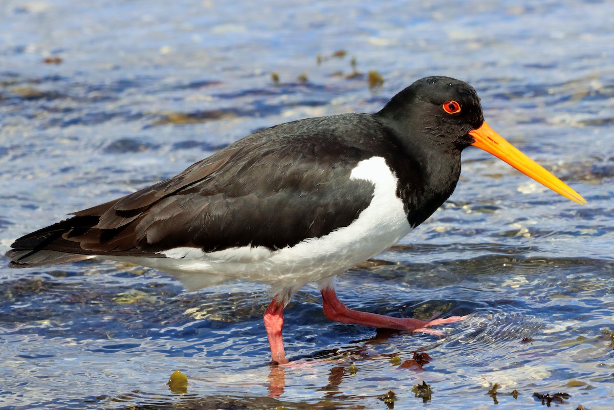 Eurasian Oystercatcher - ML639783151