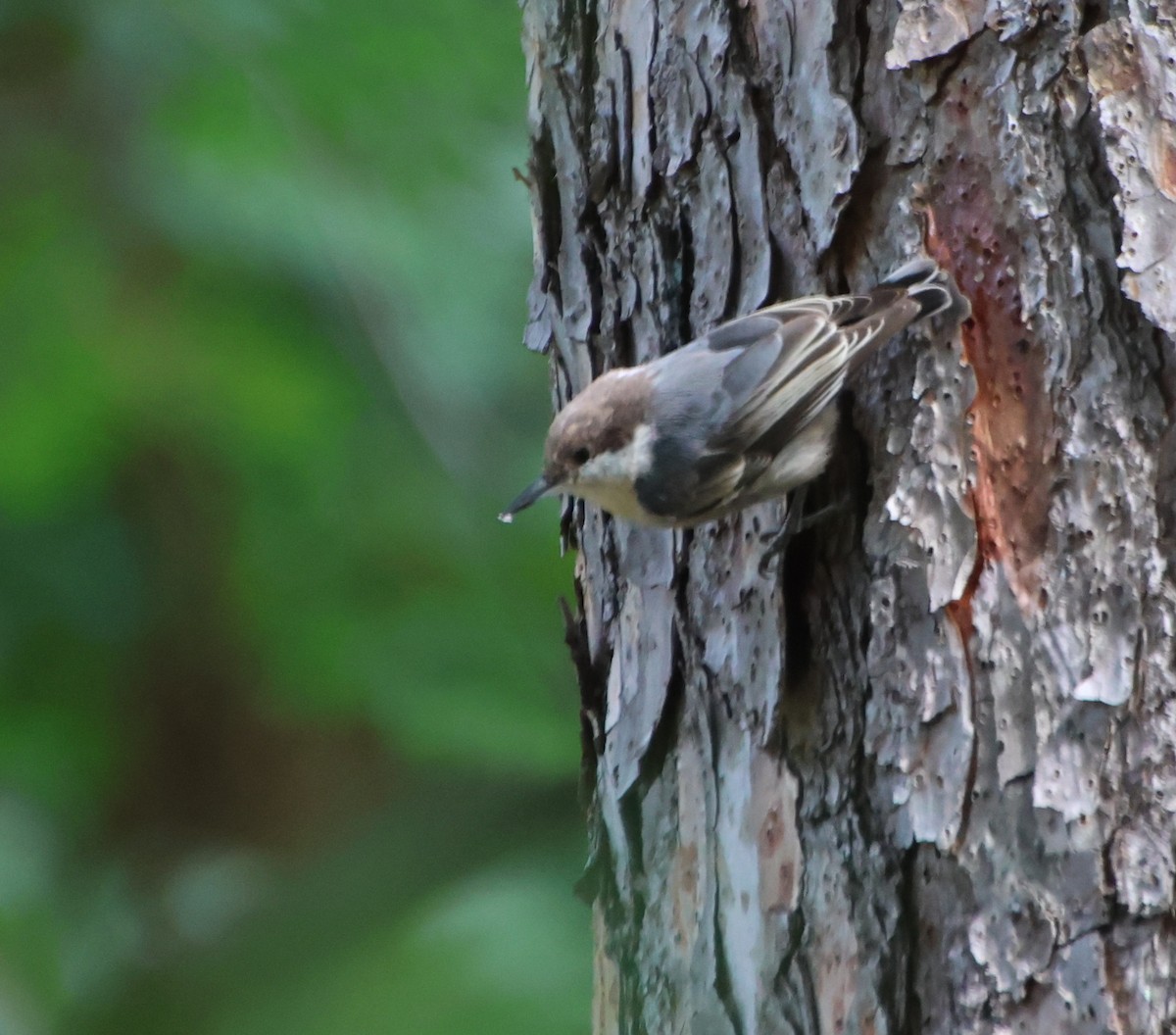 Brown-headed Nuthatch - ML639783170