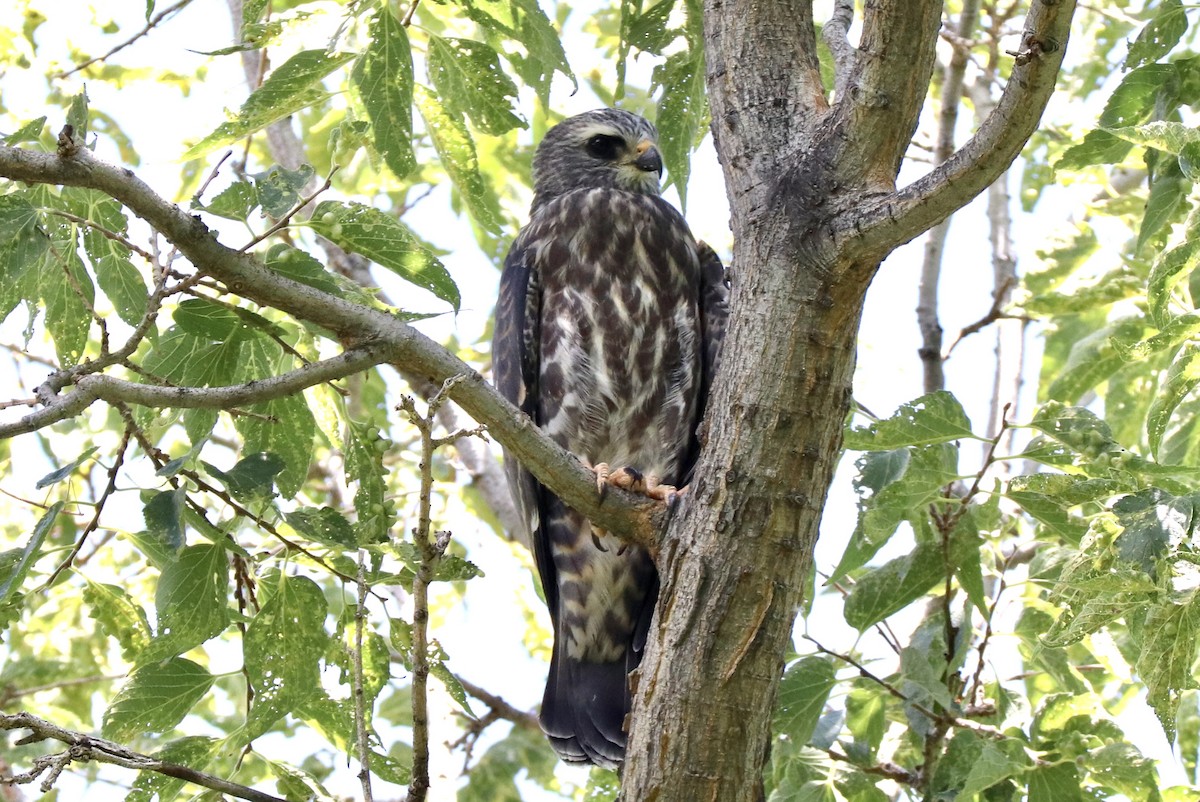 Mississippi Kite - ML639783213