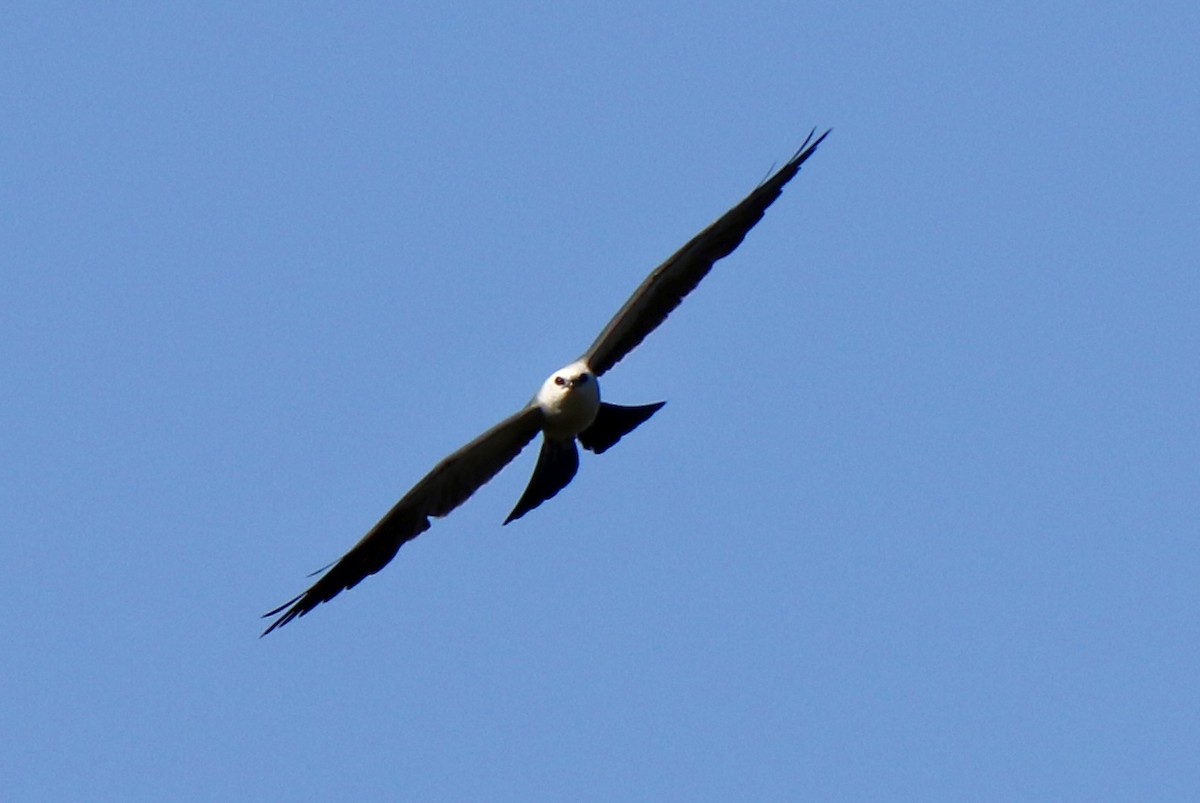 Mississippi Kite - ML639783215