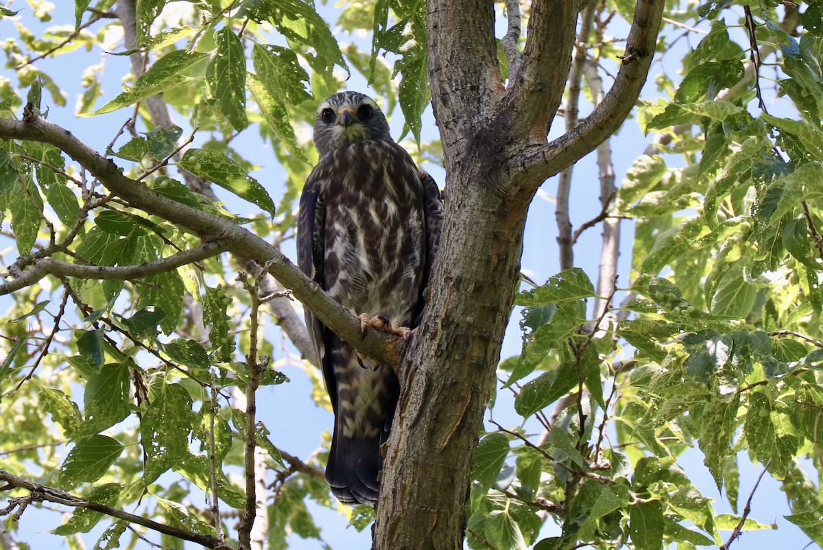 Mississippi Kite - ML639783217