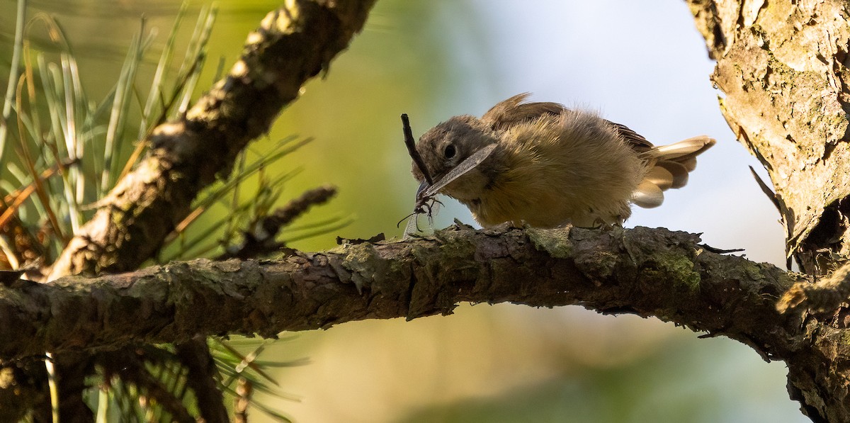 Pine Warbler - ML639783267