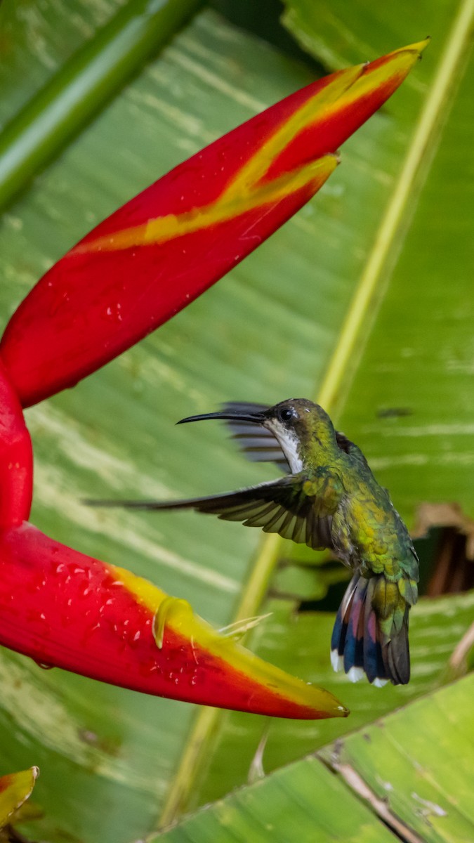 Green-breasted Mango - ML639783270