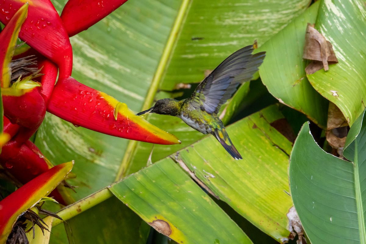 Green-breasted Mango - ML639783271