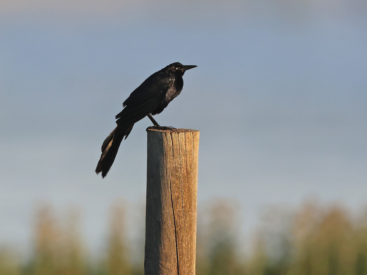 Great-tailed Grackle - ML639783278