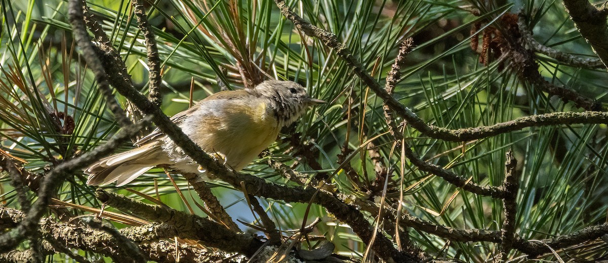 Pine Warbler - ML639783284