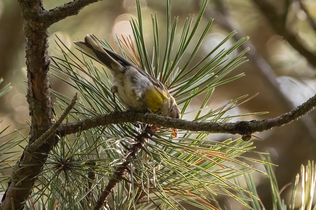 Pine Warbler - ML639783285