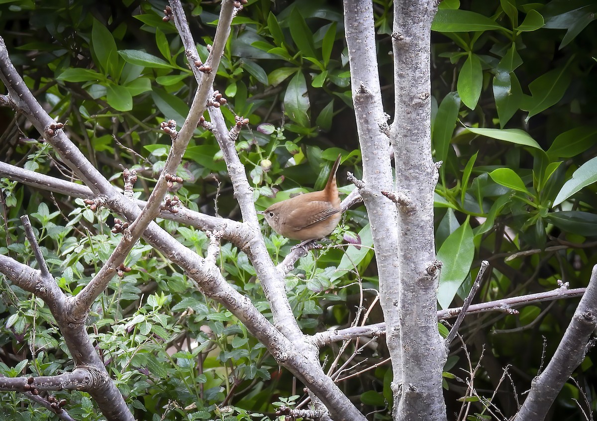 Southern House Wren - ML639783346