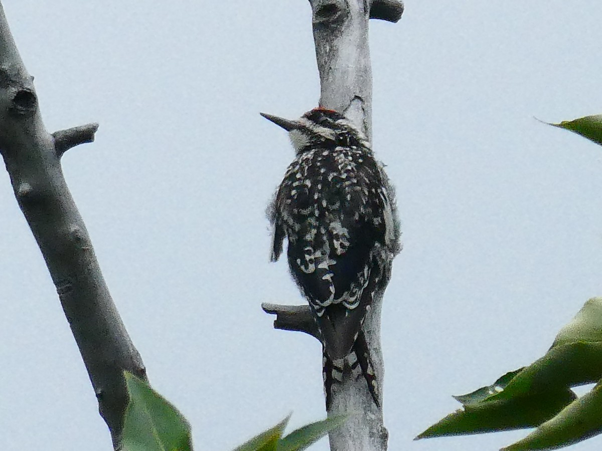 Yellow-bellied Sapsucker - ML639783428