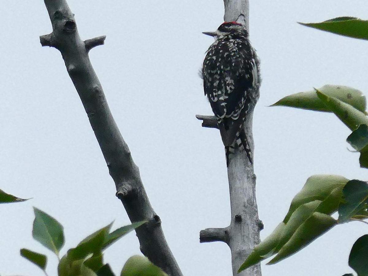 Yellow-bellied Sapsucker - ML639783459