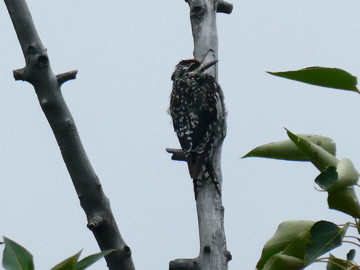 Yellow-bellied Sapsucker - ML639783460
