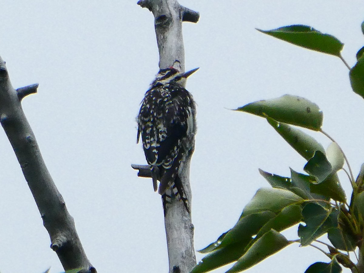 Yellow-bellied Sapsucker - ML639783461