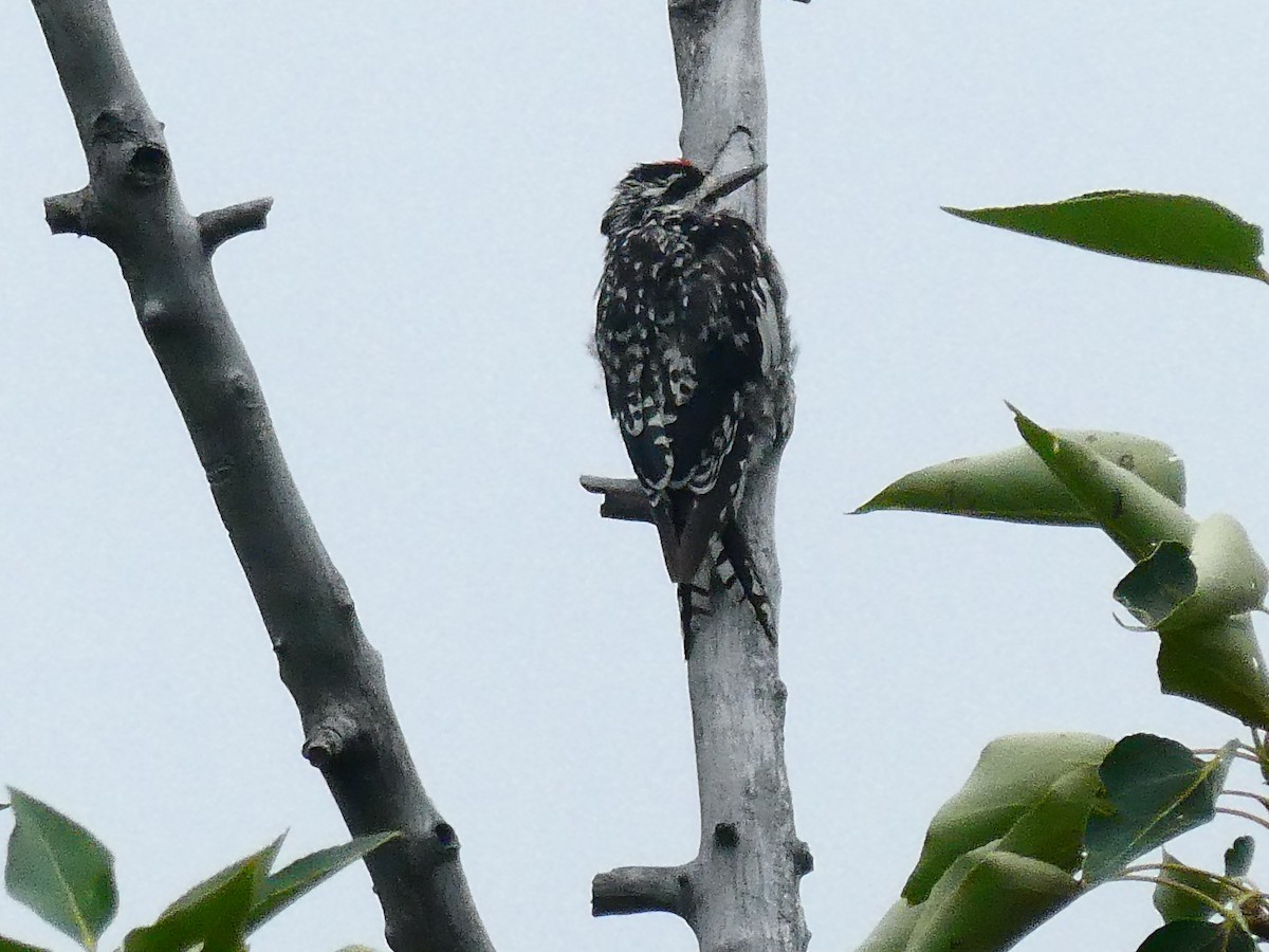 Yellow-bellied Sapsucker - ML639783462