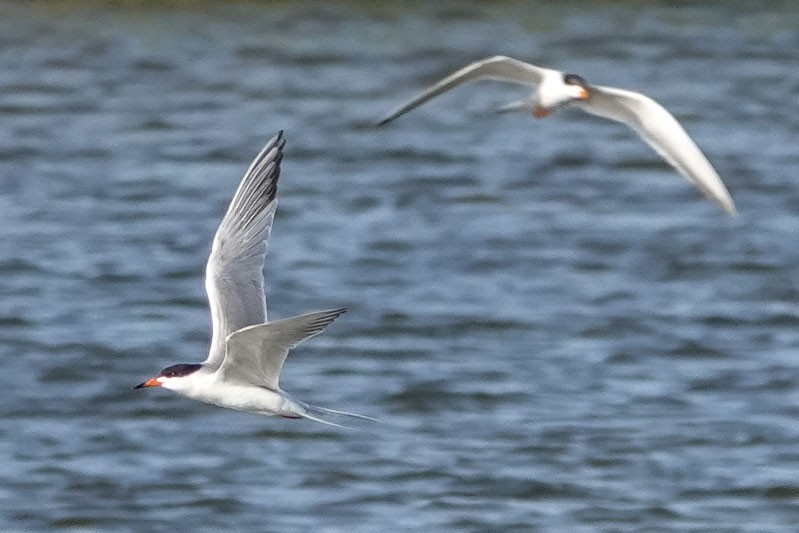 Forster's Tern - ML639783477