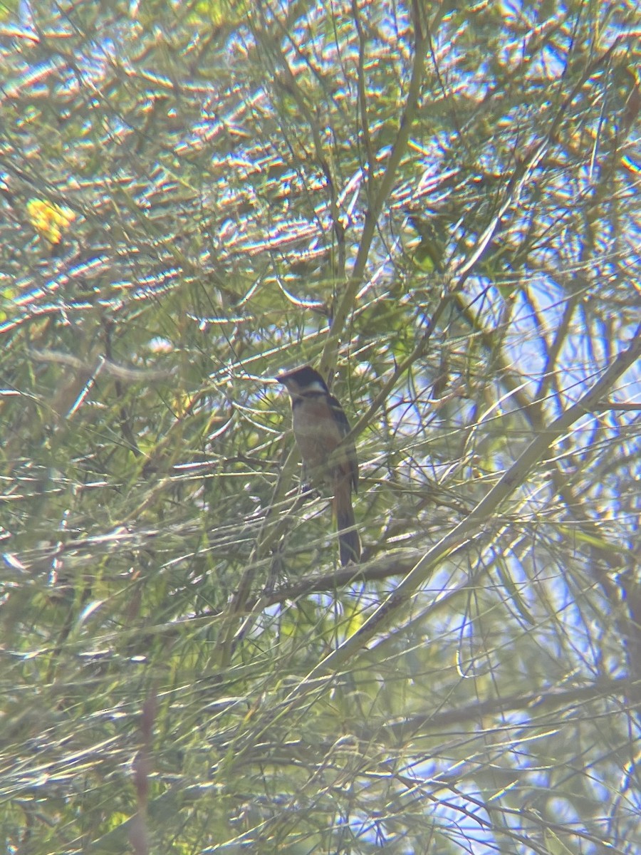 Cinnamon-rumped Seedeater - ML639783575