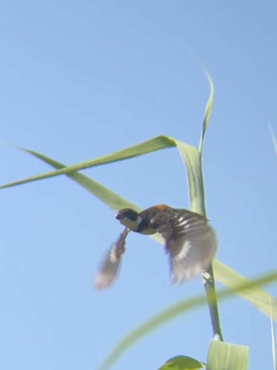 Cinnamon-rumped Seedeater - ML639783576