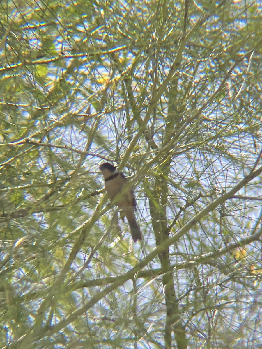 Cinnamon-rumped Seedeater - ML639783578