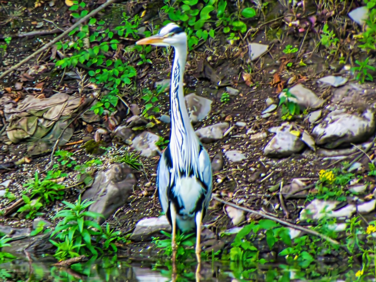 Gray Heron (Gray) - ML639783582