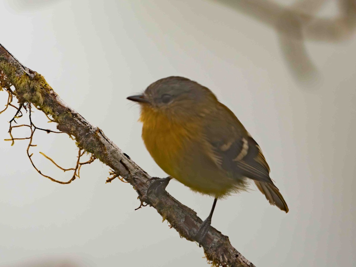 Handsome Flycatcher - ML639783608