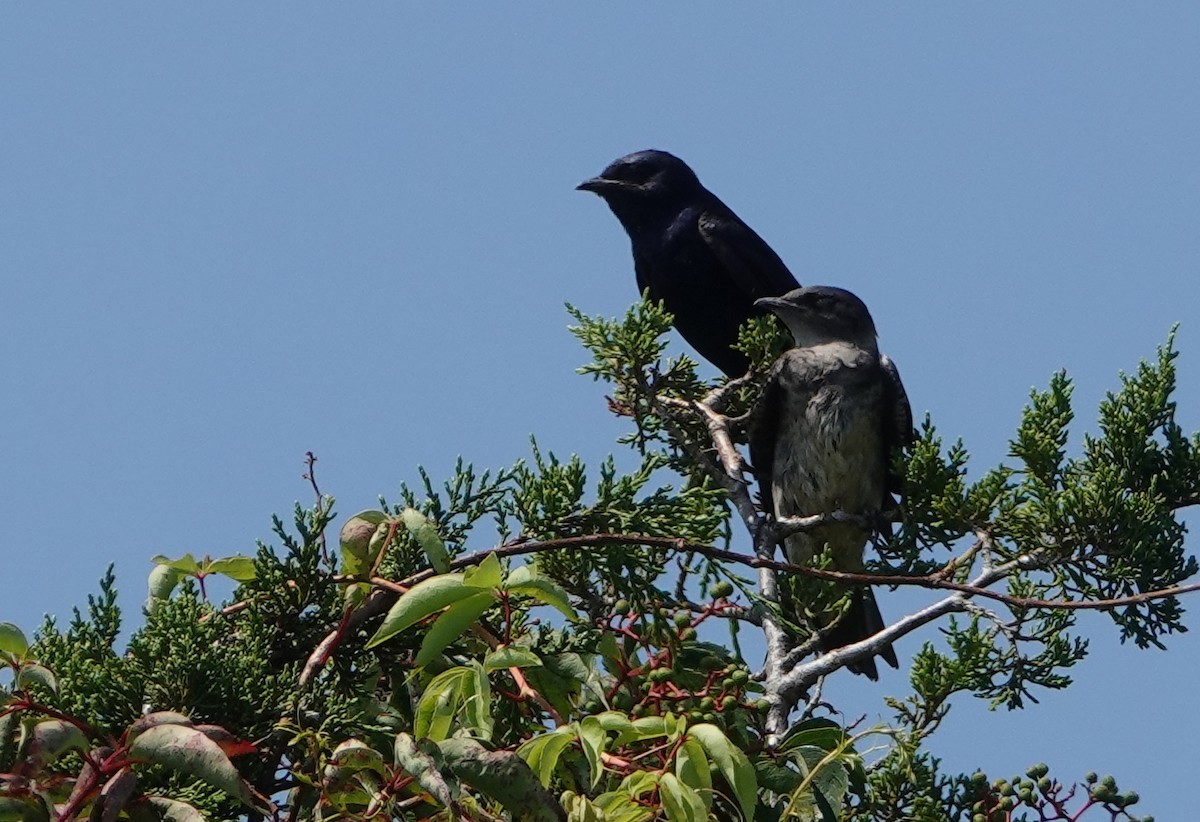 Purple Martin - ML639783611