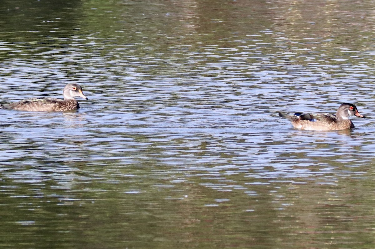 Wood Duck - ML639783734