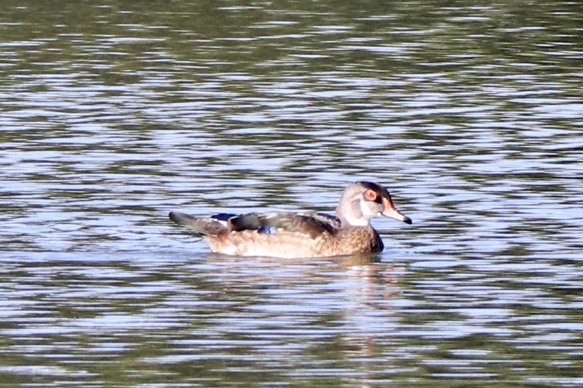 Wood Duck - ML639783735