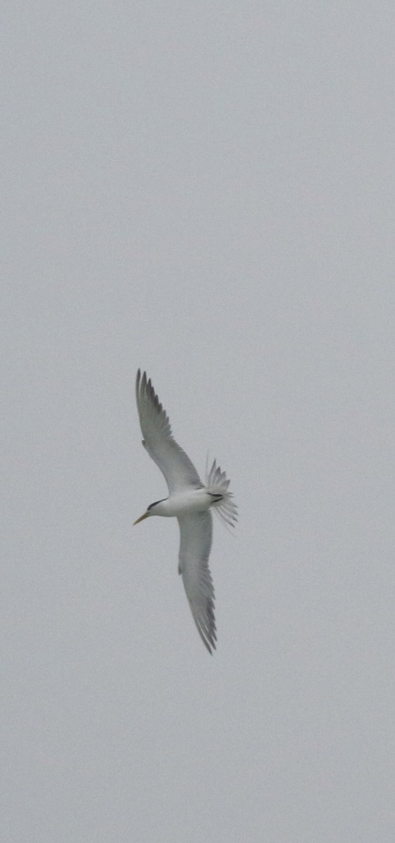 Great Crested Tern - ML639783804