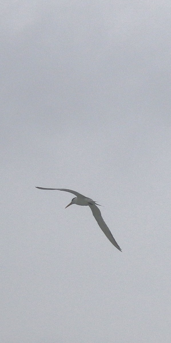 Great Crested Tern - ML639783806