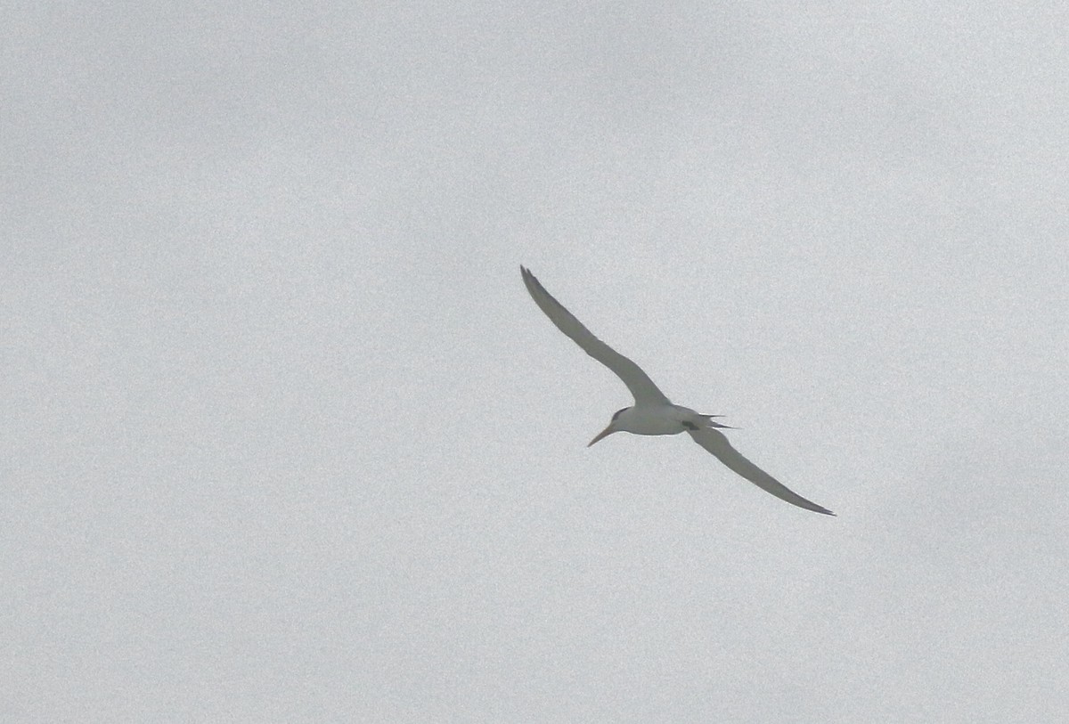Great Crested Tern - ML639783807