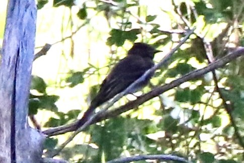 Black Phoebe - ML639783825