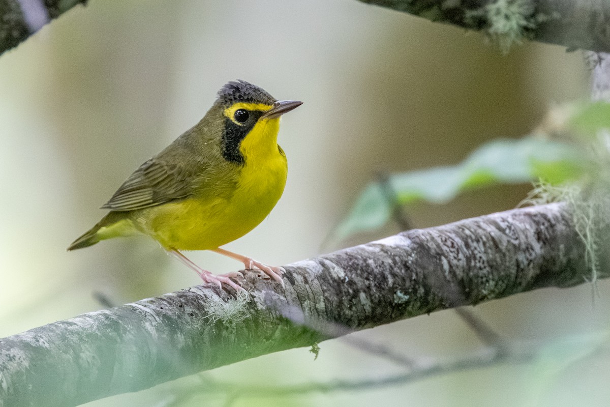 Kentucky Warbler - ML639783916