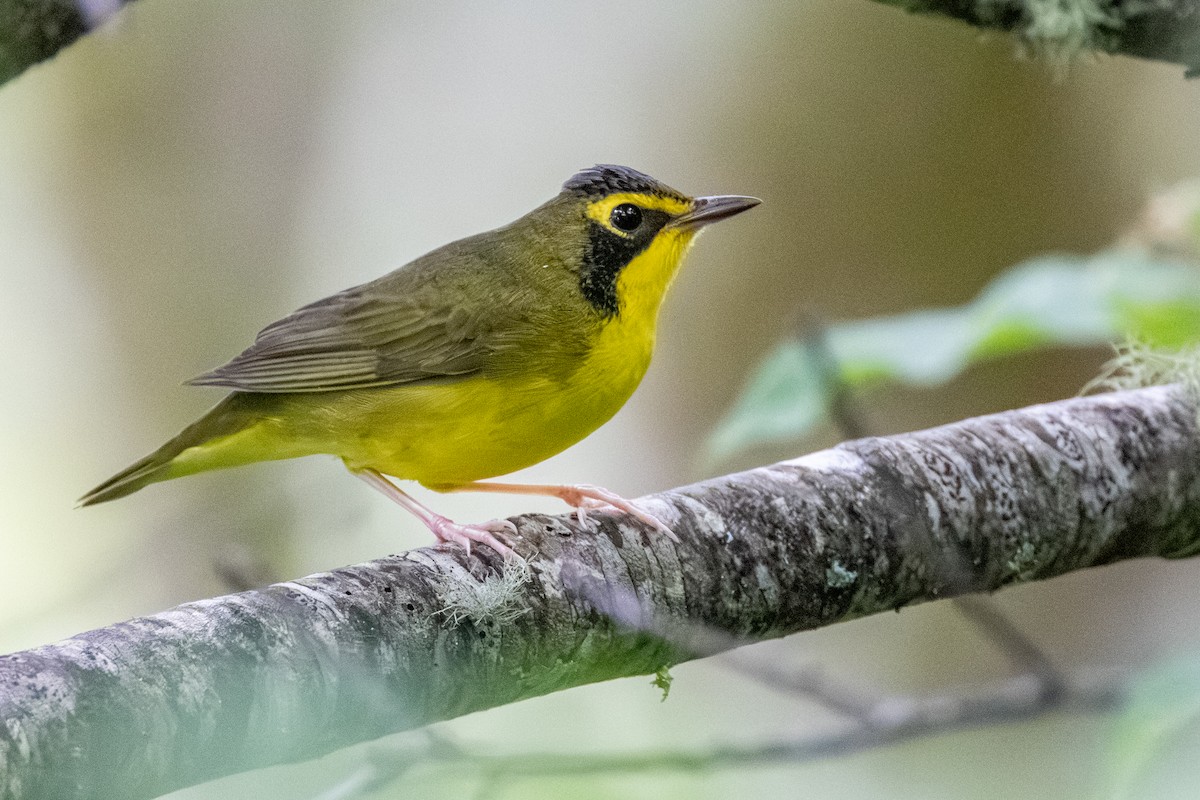 Kentucky Warbler - ML639783917