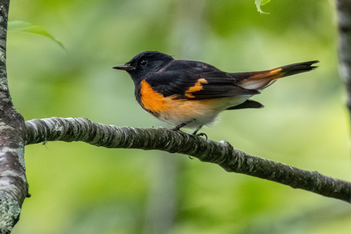 American Redstart - ML639783926