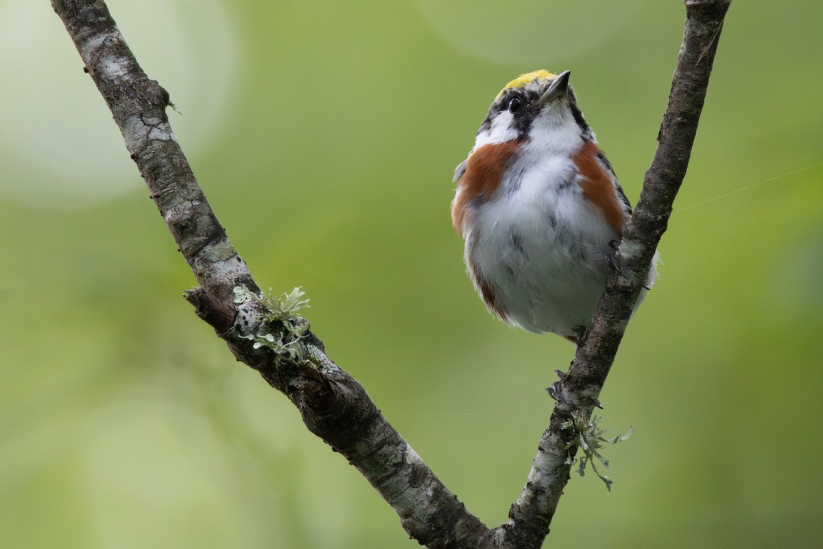 Chestnut-sided Warbler - ML639783932