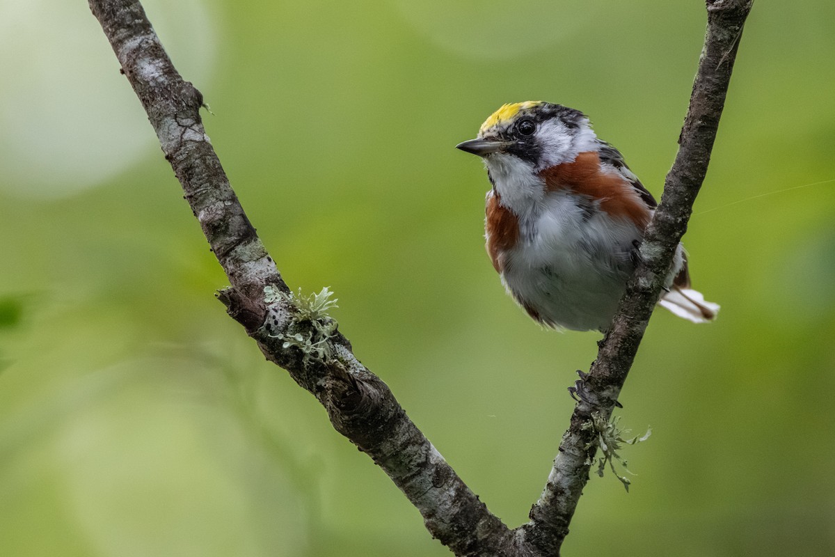 Chestnut-sided Warbler - ML639783933