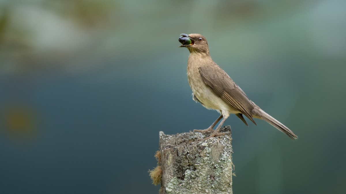 Black-billed Thrush - ML639783991