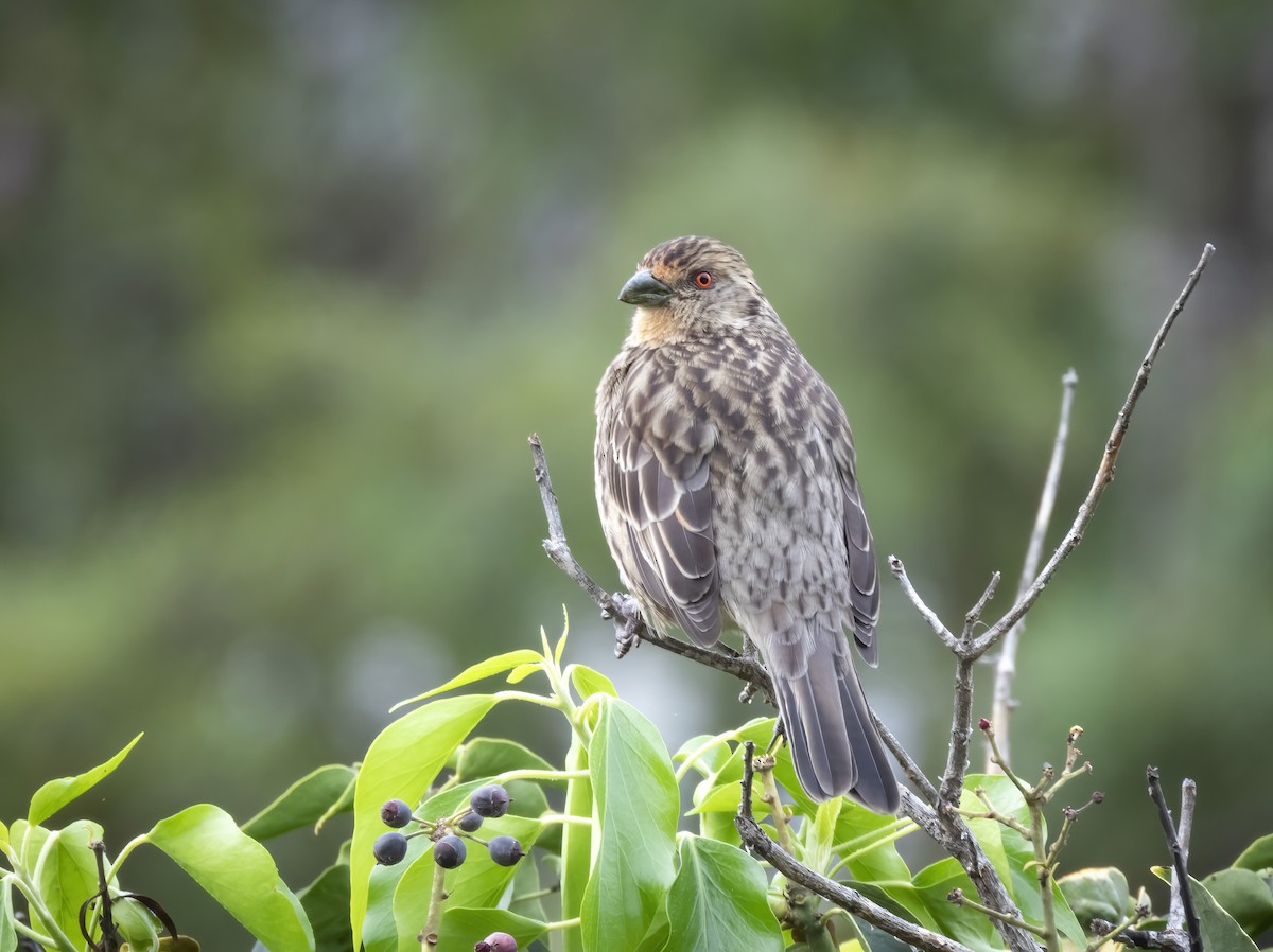 Rufous-tailed Plantcutter - ML639784013