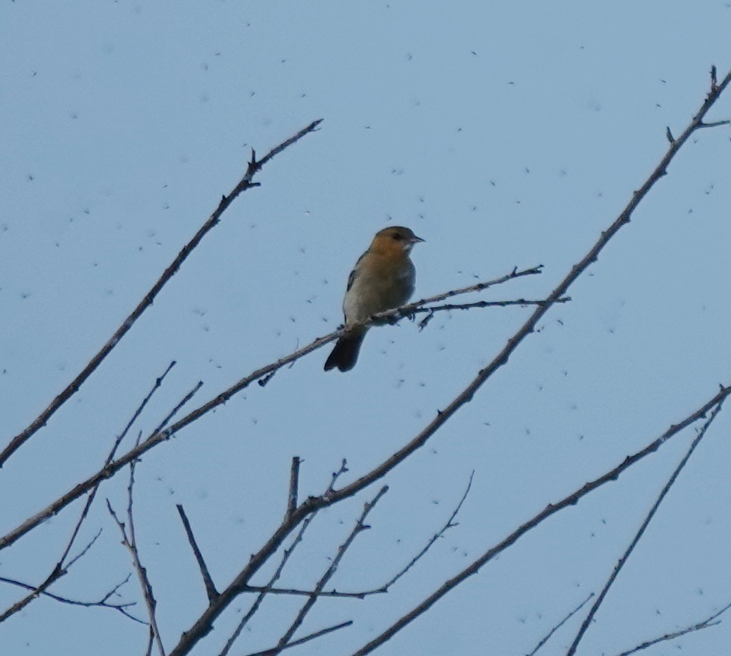 Bullock Turpiyalı - ML639784036