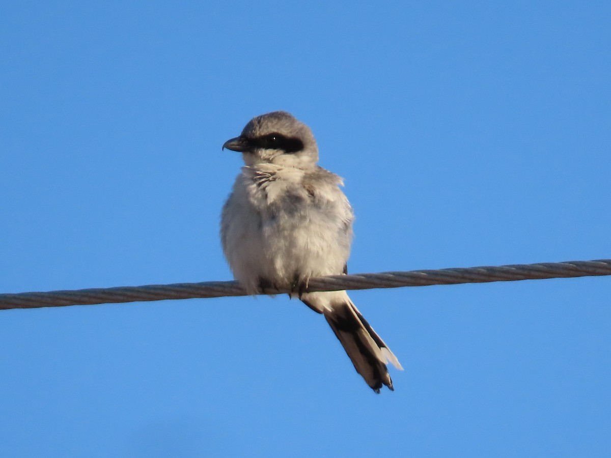 Loggerhead Shrike - ML639784058