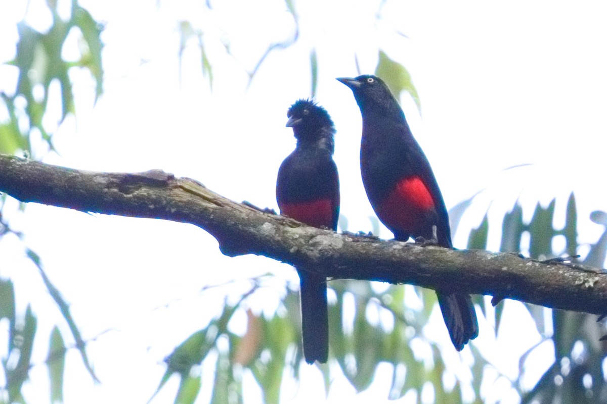 Red-bellied Grackle - ML639784082