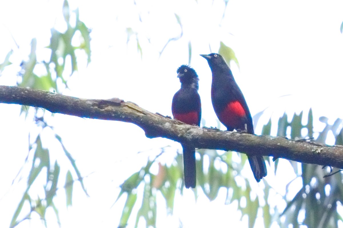 Red-bellied Grackle - ML639784083